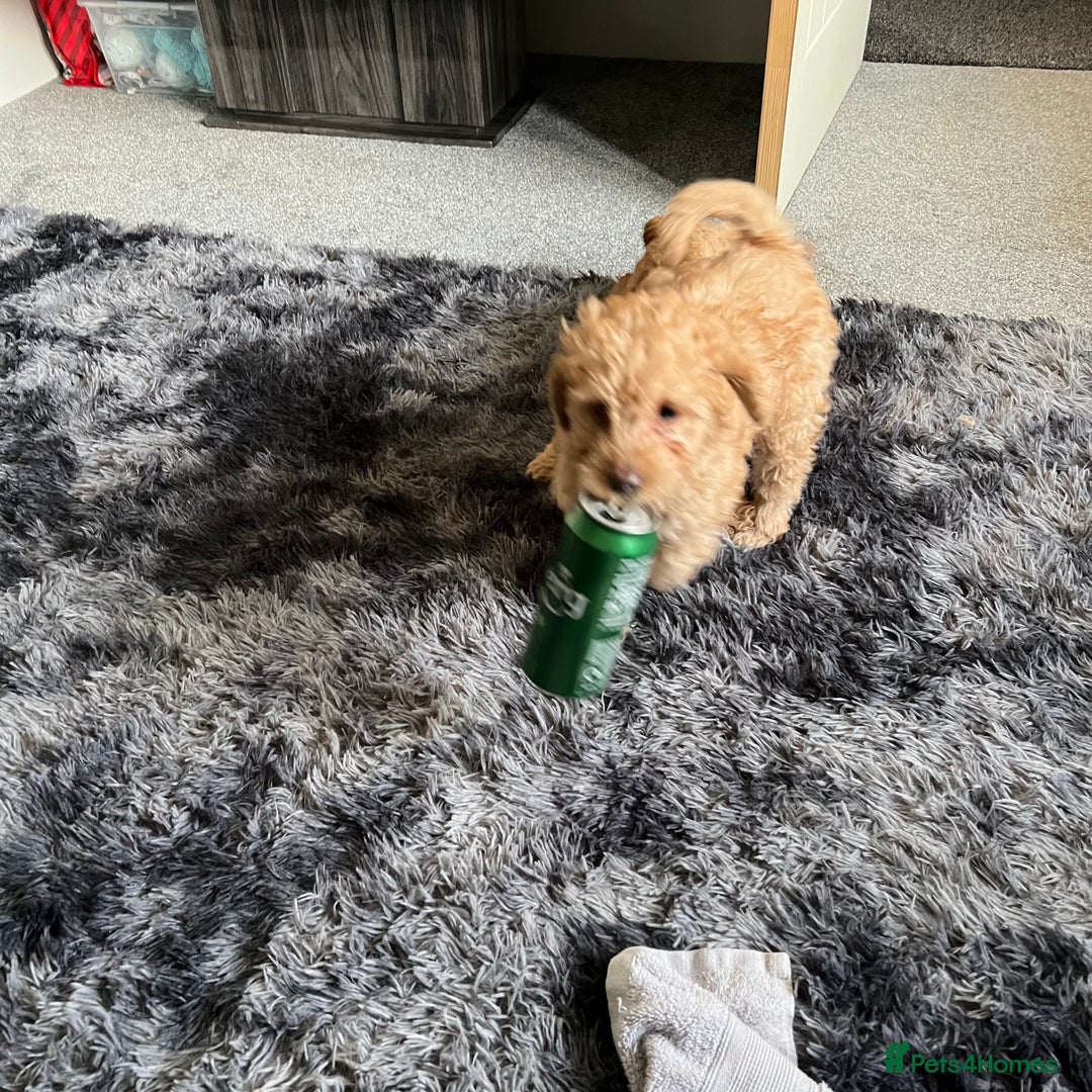 Mixed Breed dogs for sale: F1b Australian Labradoodle  - Advert 15