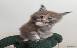 Maine Coon cats for sale: Ready for reservation 🥰 - Image 6