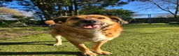 Mixed Breed dogs for adoption: Aladdin needs a loving home - Advert 3