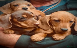 Miniature Dachshund dogs for sale: KC reg miniature smooth haired dachshunds  - Image 2