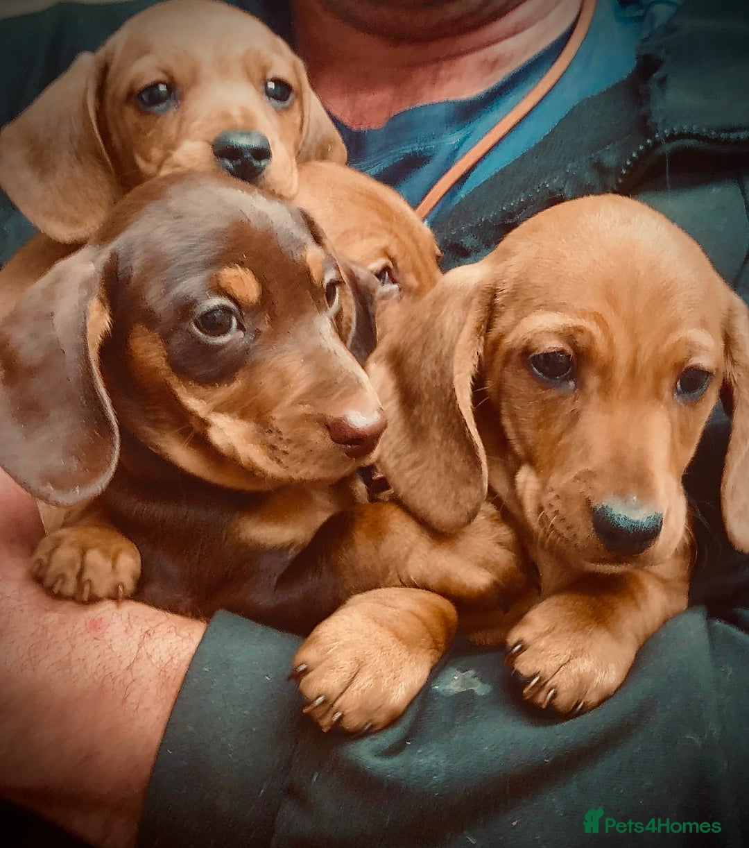 Miniature Dachshund dogs for sale: KC reg miniature smooth haired dachshunds  - Image 2