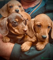 Miniature Dachshund dogs - Advert 4