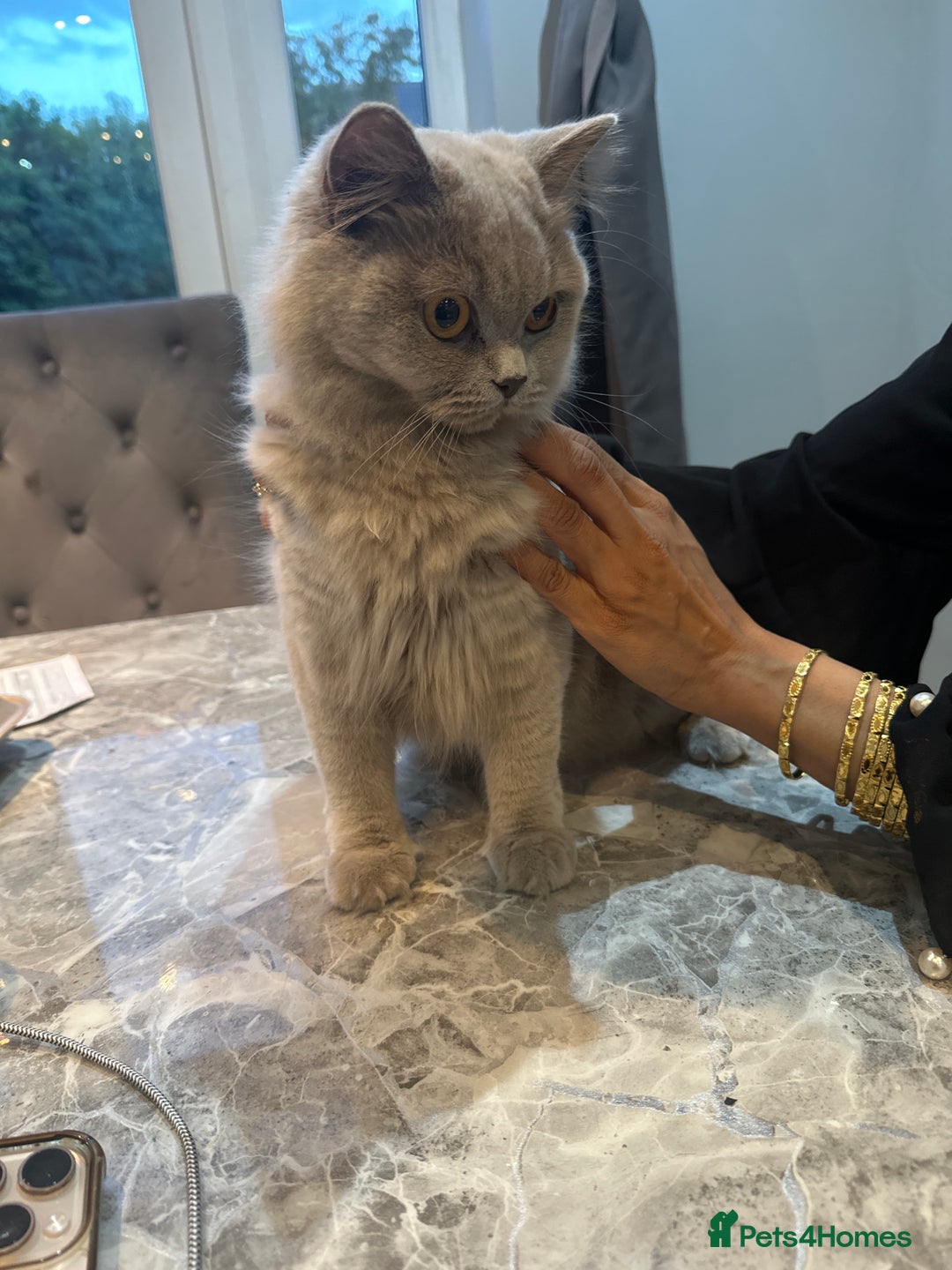 British Shorthair cats for sale: 3 beautiful British blue kitten - Image 4