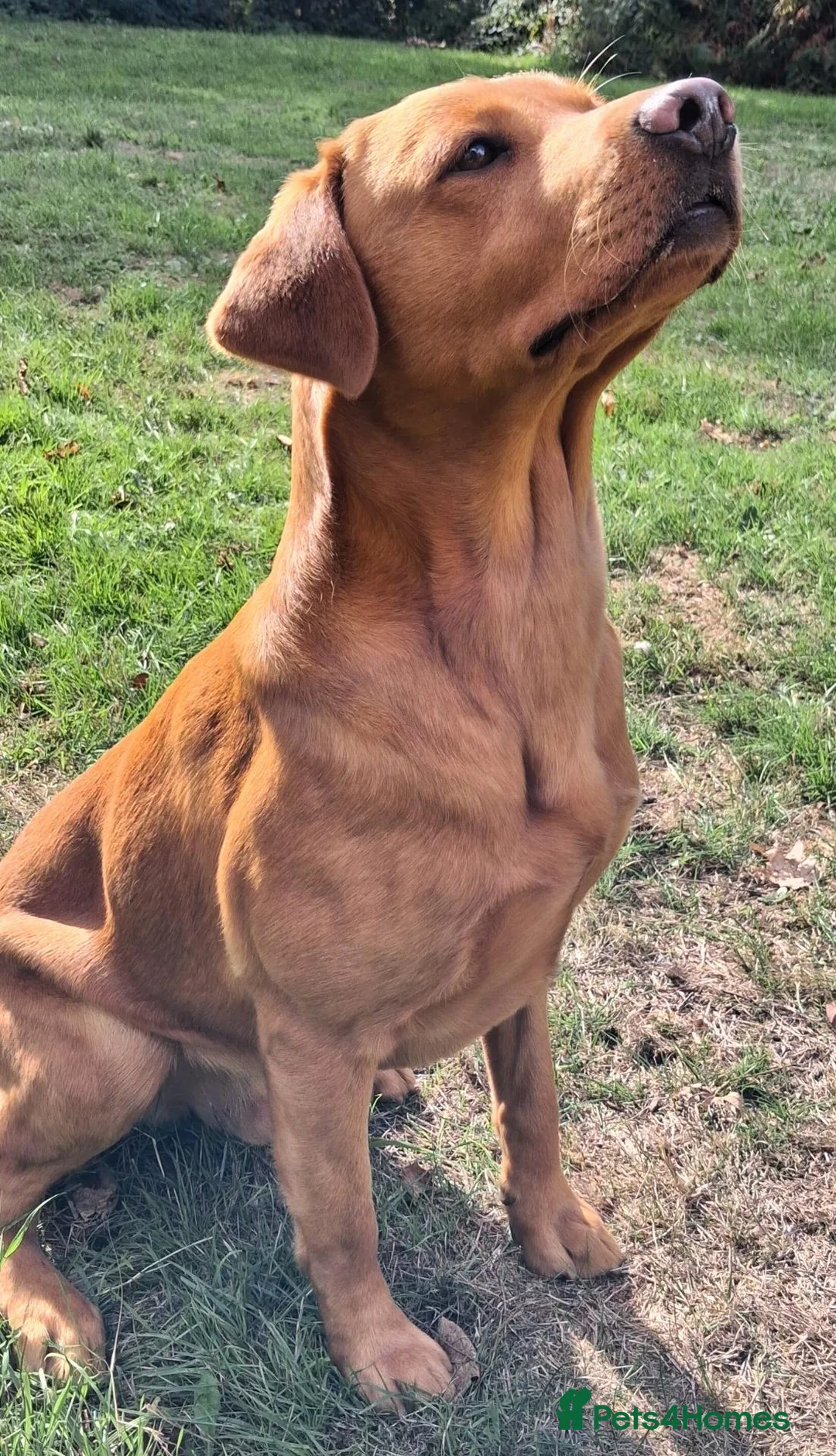 Labrador Retriever dogs for stud: *Fox red Labrador for stud* - Advert 2