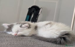 Ragdoll cats for sale: Rag doll cross - Image 5