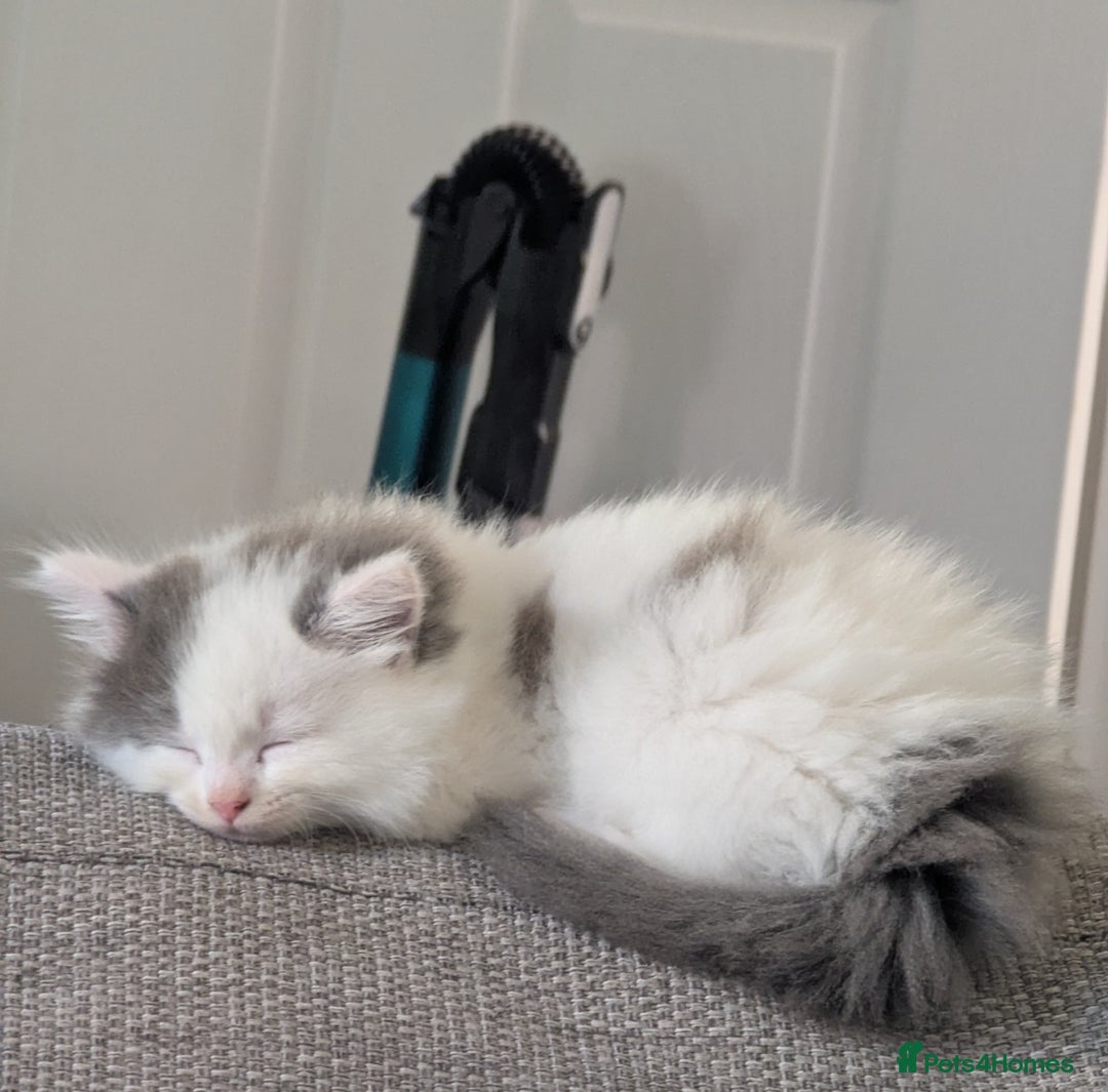Ragdoll cats for sale: Rag doll cross - Image 5