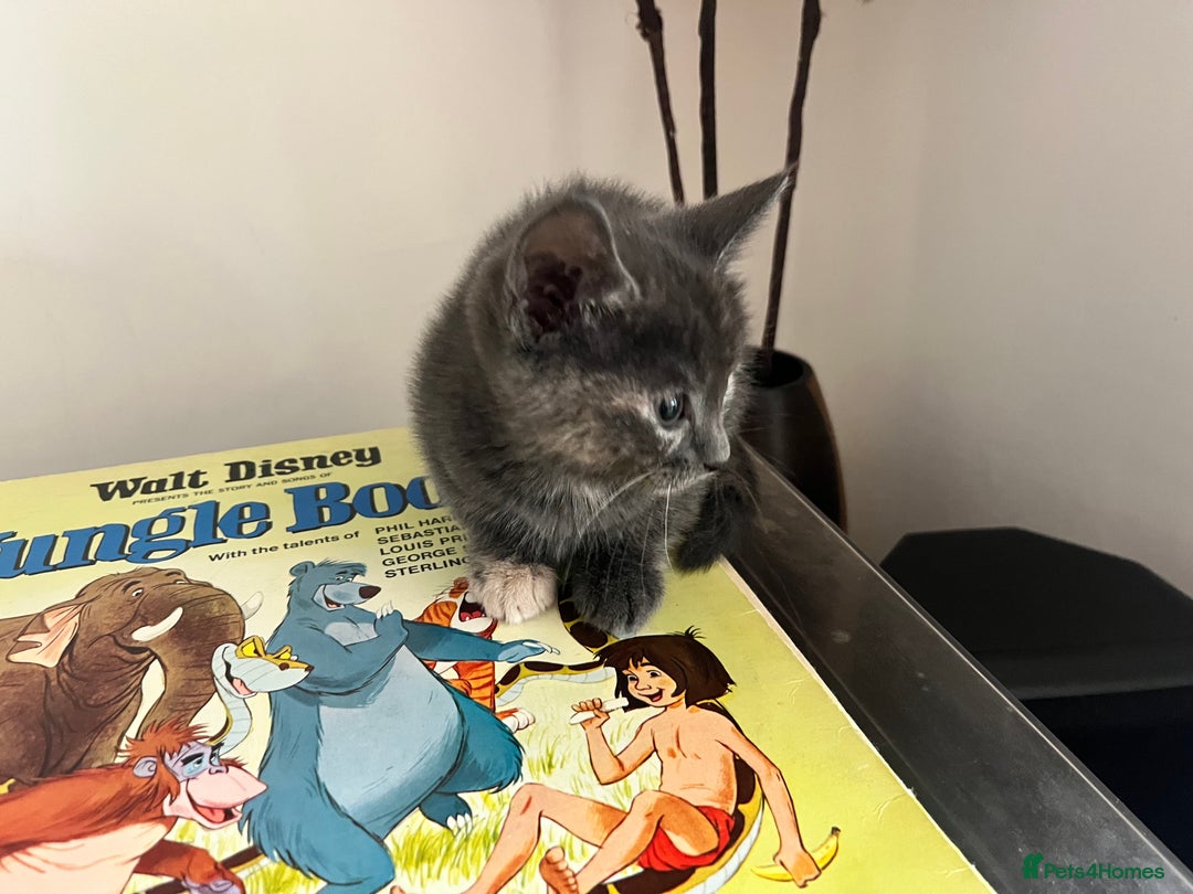 British Longhair cats for sale: British blue cross. 2 females left - Image 3
