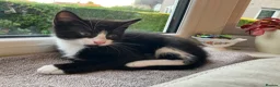 Mixed Breed cats for sale: 2 Lovely kittens for sale (1 boy, 1 girl) - Advert 21