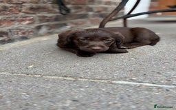 Labradoodle dogs for sale: READY NOW NOW NOW Irresistible Labradoodles  - Advert 19