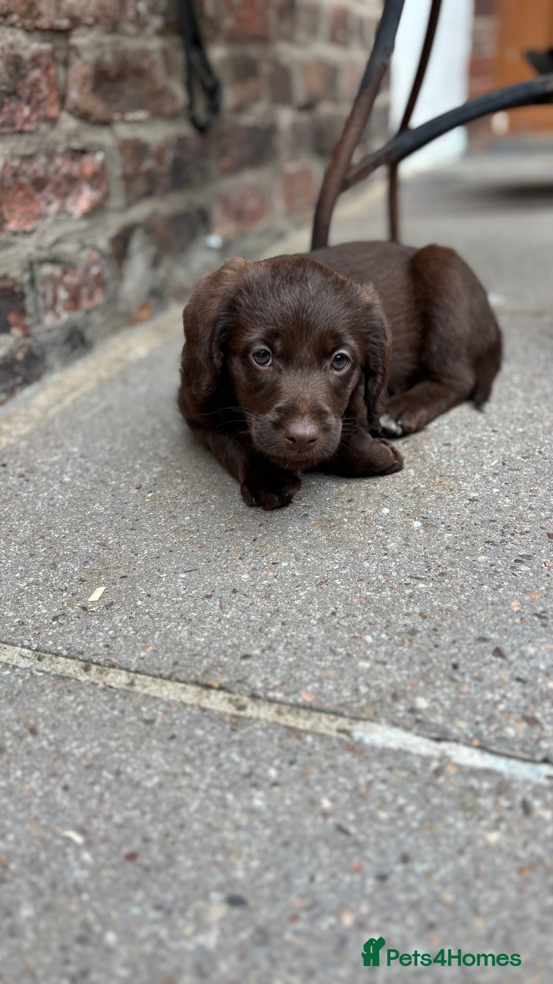 Labradoodle dogs for sale: READY NOW NOW NOW Irresistible Labradoodles  - Advert 19