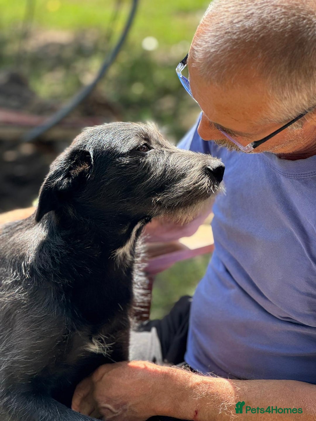 Mixed Breed dogs for adoption: LIA - a Beautiful young Girl, for a Loving Home - Image 27