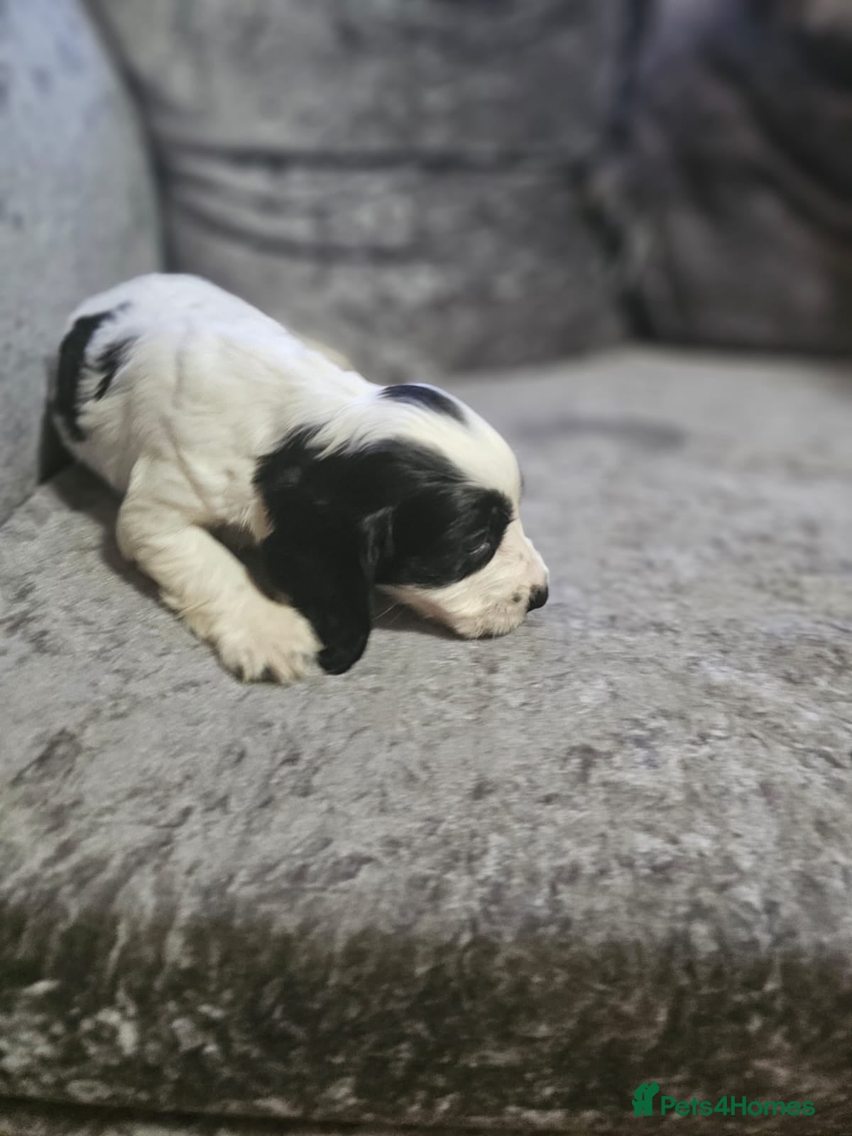 Cocker Spaniel dogs for sale: cocker spaniel puppies - Advert 5