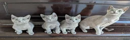 Russian Blue cats for sale: Affectionate Pedigree Kittens Ready Now - Advert 8