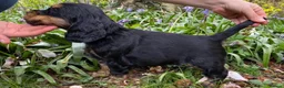 Cocker Spaniel dogs for sale: Therapy calm KC registered show cockers  - Advert 14