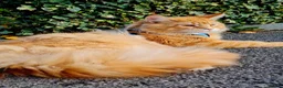 Maine Coon cats for sale: 🐱 MAINE COON KITTENS 🐱 - Advert 1