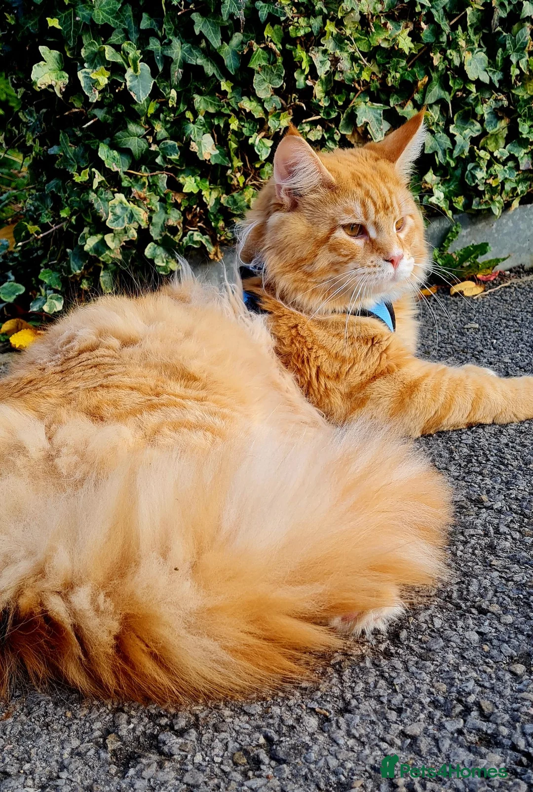 Maine Coon cats for sale: 🐱 MAINE COON KITTENS 🐱 - Advert 1