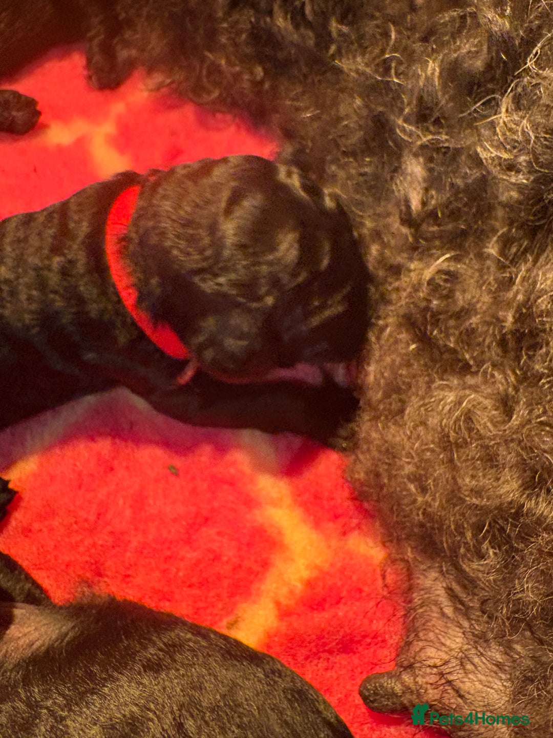Standard Poodle dogs for sale: Standard poodle puppies - Image 4