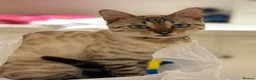 Bengal cats for sale: Half Bengal kittens - Advert 13