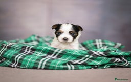 Yorkshire Terrier dogs for sale: Colorful Yorkshire Terrier puppies for sale - Image 7