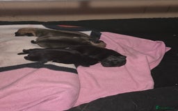 Frug dogs for sale: Frug pup - Image 6