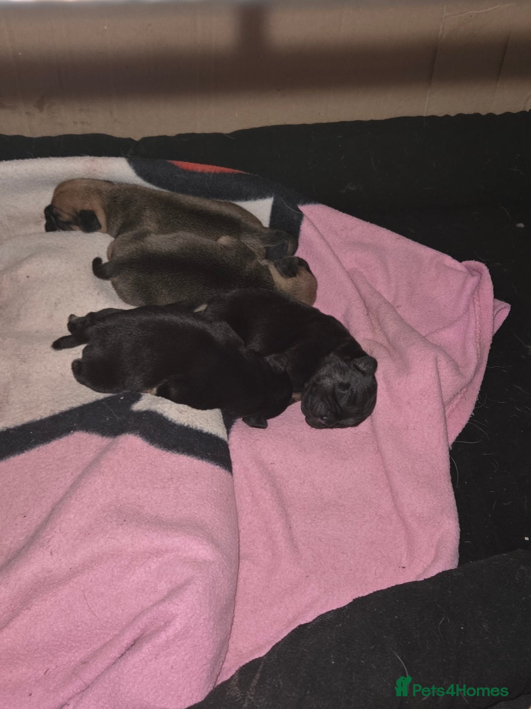 Frug dogs for sale: Frug pup - Image 6
