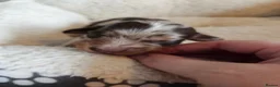 Miniature Dachshund dogs for sale: 3 beautiful longhaired dapple dachshund - Advert 4