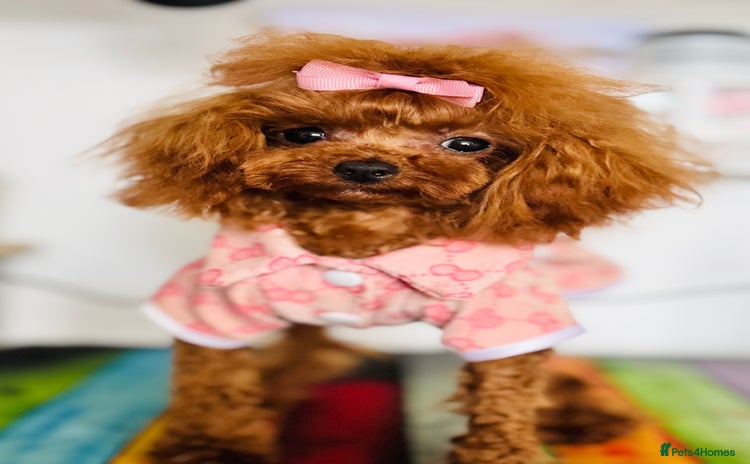 Toy Poodle dogs - Advert 1