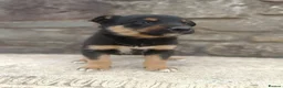 Mixed Breed dogs for sale: Kelpie X Collie Pups for Sale - Advert 6