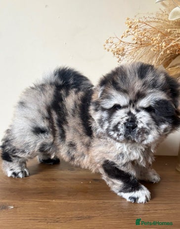 Chow Chow dogs - Advert 15