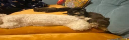 Toy Poodle dogs for sale: Beautiful litter of toy poodles  - Advert 4