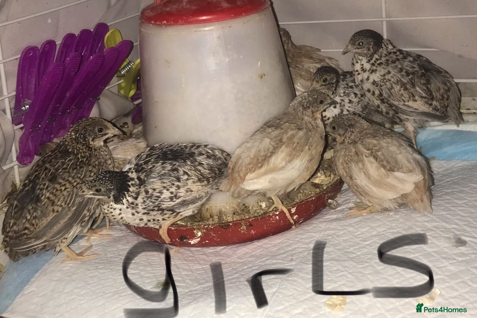 Quail poultry QUAILS,POINT OF LAY CHINESE BUTTONS ! - Advert 12
