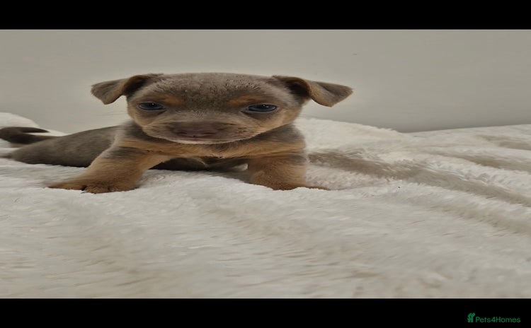 Jack Russell dogs - Advert 1