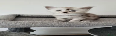 Maine Coon 7