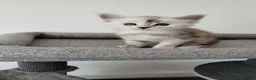 Maine Coon cats for sale: Tica registered maine coon kittens  - Advert 18