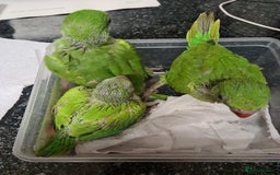 Ringnecks birds for sale: Indianecks  - Image 1