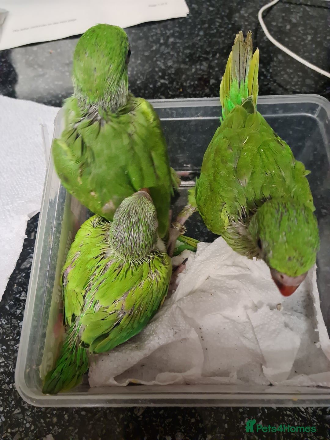 Ringnecks birds for sale: Indianecks  - Image 1