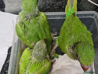 Ringnecks birds - Advert 9