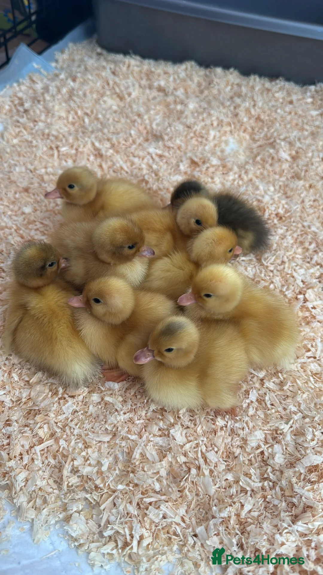 Mixed Breed birds for sale: Ducklings  in Rhyl - Advert 1