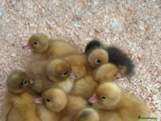 Mixed Breed birds Ducklings - Advert 1
