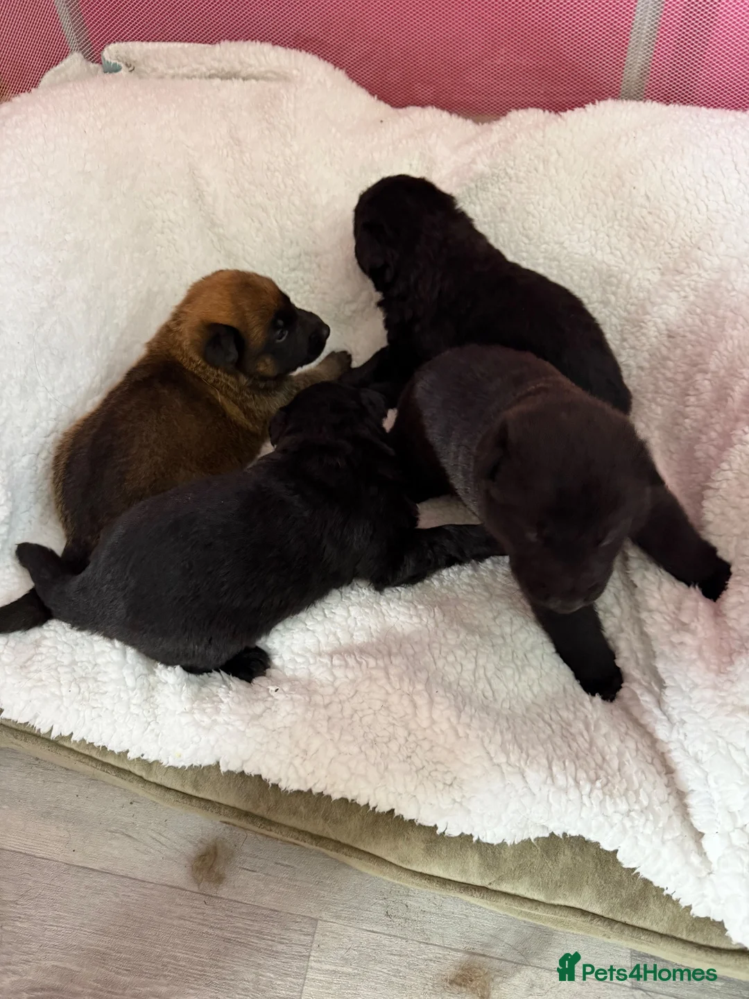 Mixed Breed dogs for sale: German shepherd x Belgian shepherd pups - Advert 2