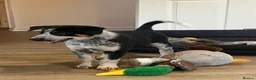 Mixed Breed dogs for sale: 🐾 COLLIE x LURCHER PUPPIES – 3 HANDSOME BOYS 🐾 - Advert 4