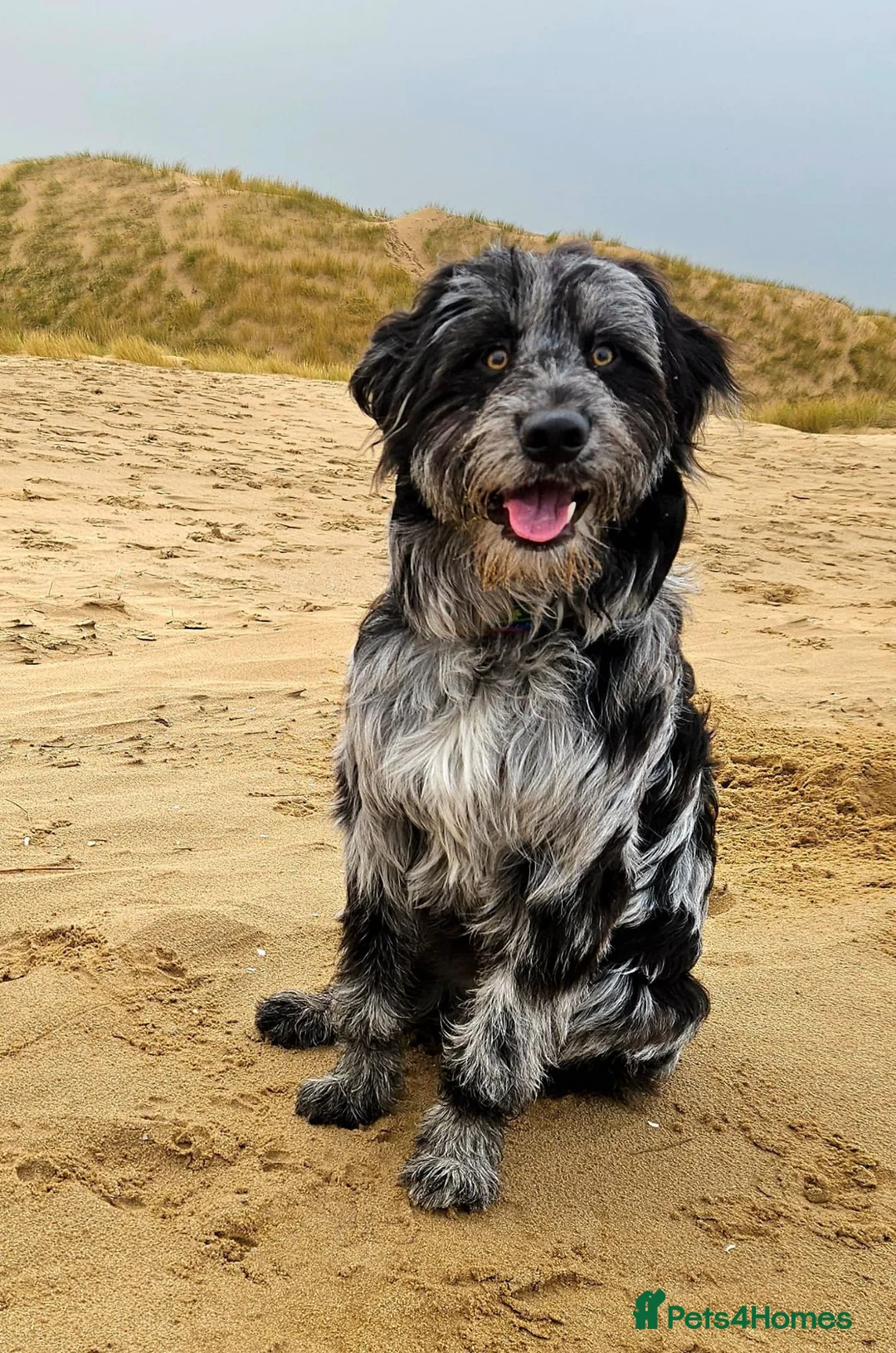 Mixed Breed dogs for sale: ☀️🌙Waiting list open🌙☀️ - Advert 37