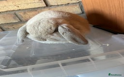 Mini Lop rabbits for sale: Beautiful mini lop baby girl - Image 4