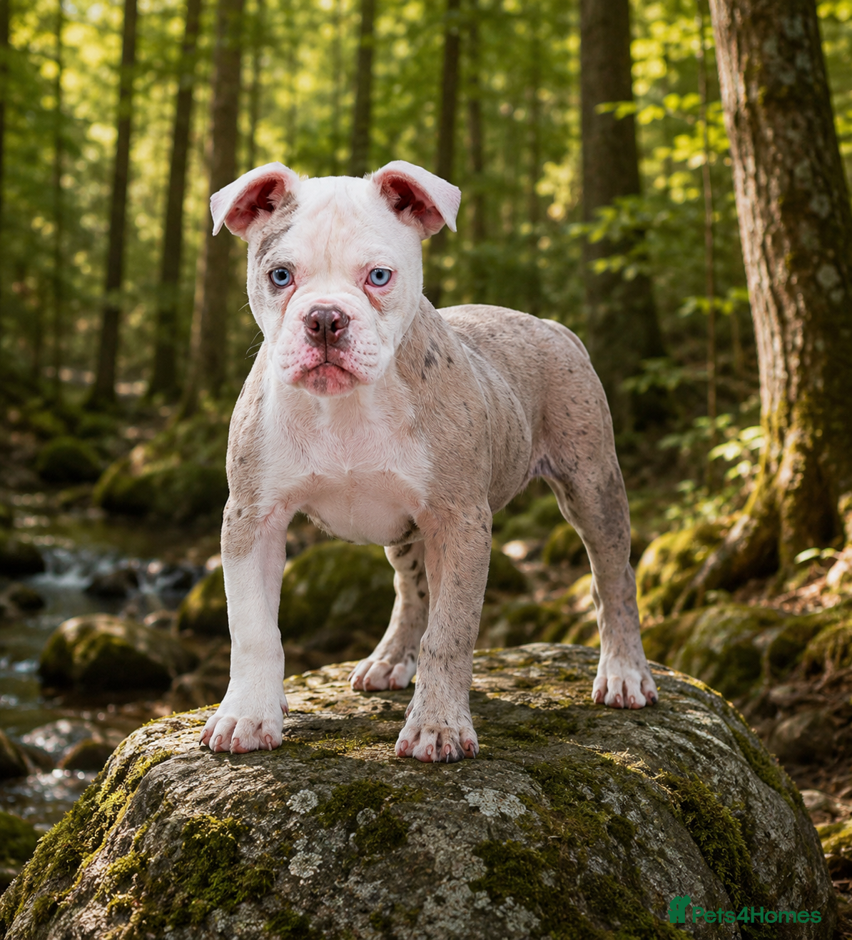 Olde English Bulldogge dogs 23❤️YEARS❤️5⭐️RATED❤️LICENSED❤️PROFESSIONALS❤️ - Advert 1