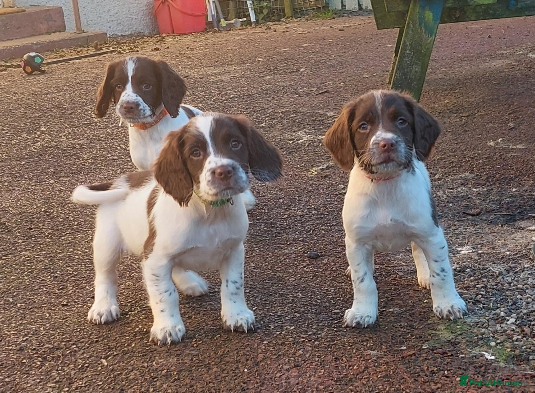 English Springer Spaniel dogs Pups due in 2 weeks,ready before  ** . - Advert 2