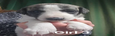 Whippet Puppy 5