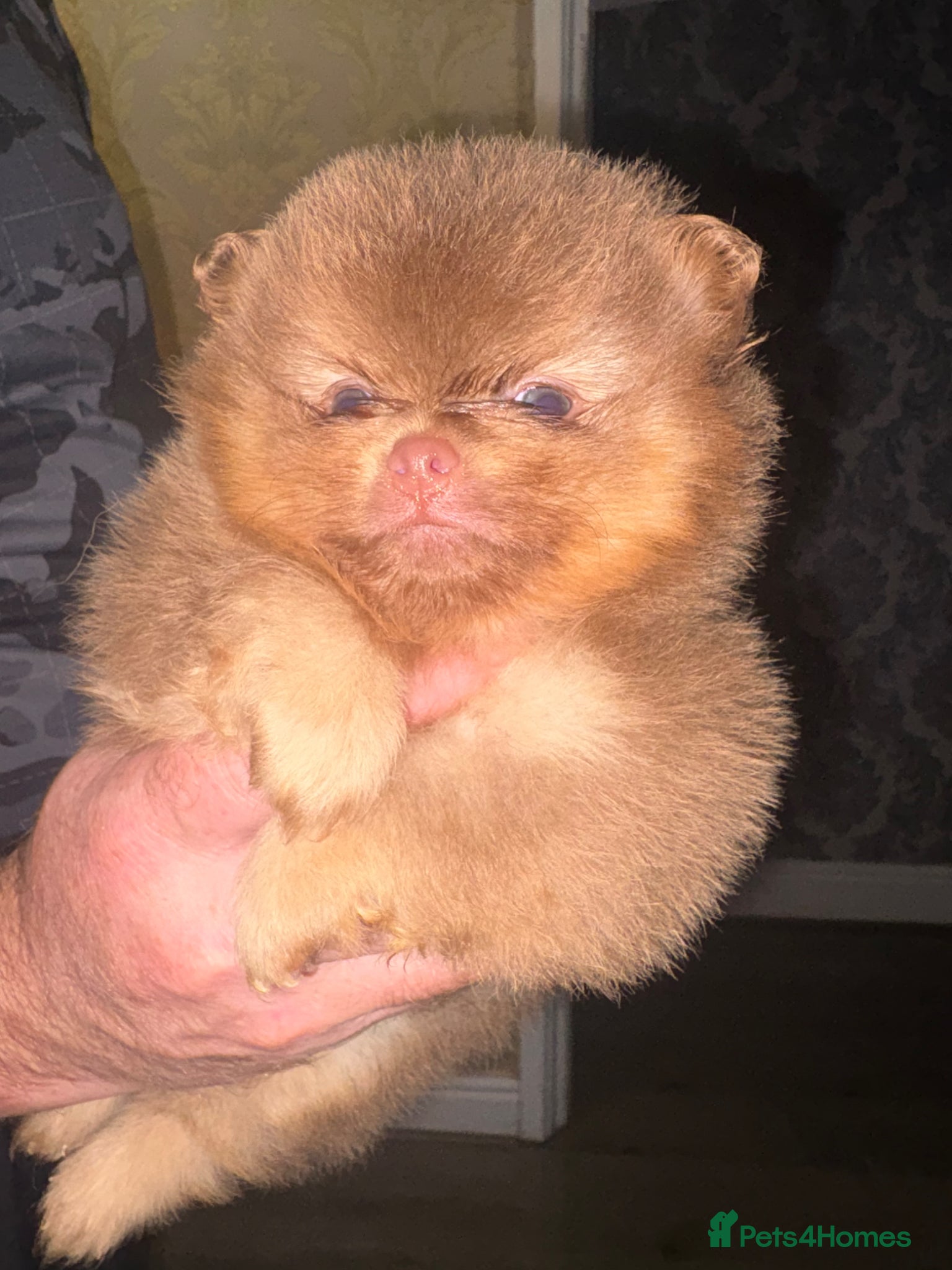 Pomeranian dogs Kc registered Pom babys 5 weeks old x - Advert 17