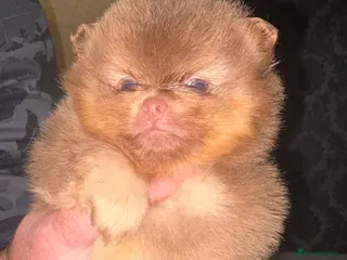 Pomeranian dogs Kc registered Pom babys ready now x - Advert 6