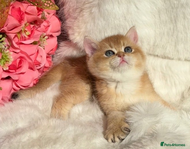 British Shorthair cats Exquisite Show quality TICA Reg Golden Babies - Advert 15