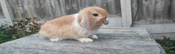 Mini Lop rabbits for sale: Minilop bunnies and Adult Female  - Advert 1